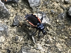 Ectrychotes andreae