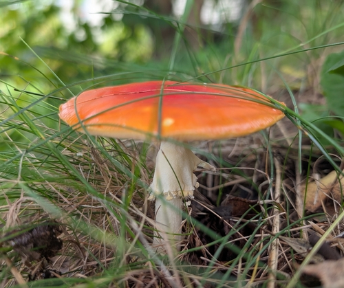 Fly Agaric