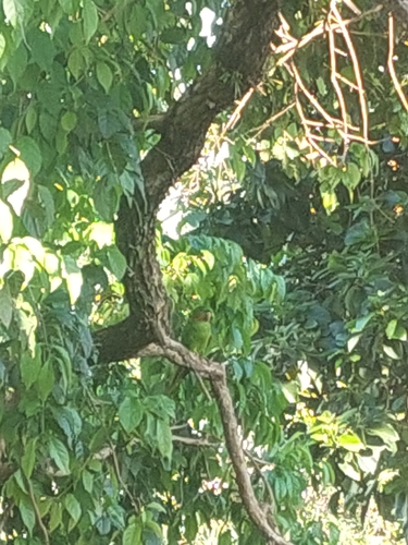 White-eyed Parakeet