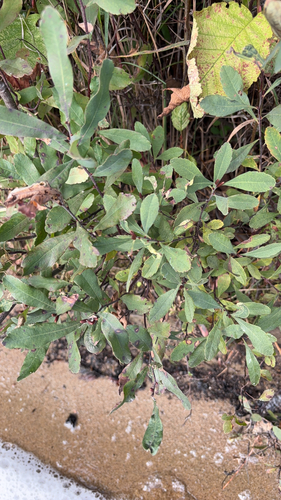 bog myrtle
