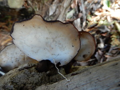 Neodictyopus dictyopus