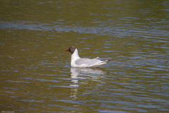 Chroicocephalus ridibundus