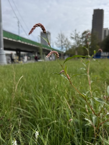 Наблюдение на iNaturalist