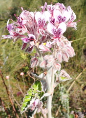 Pelargonium cordifolium, photograph (c) Nicola van Berkel, some rights reserved (CC BY-SA)