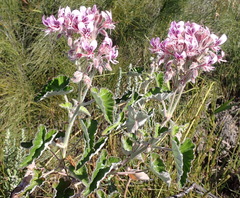 Pelargonium cordifolium, photograph (c) Nicola van Berkel, some rights reserved (CC BY-SA)