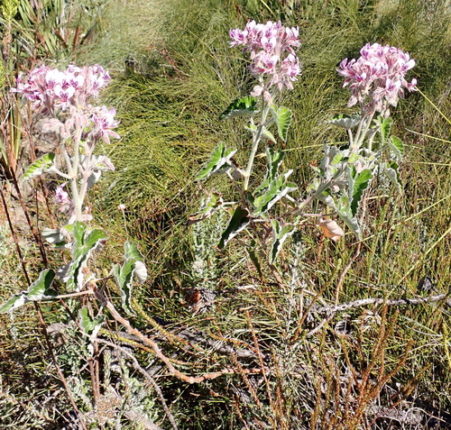 Pelargonium cordifolium, photograph 5