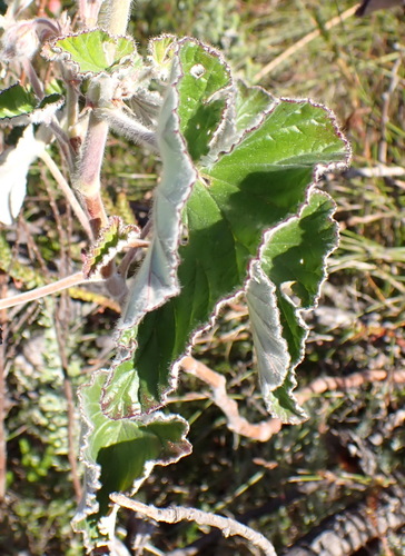 Pelargonium cordifolium, photograph 3