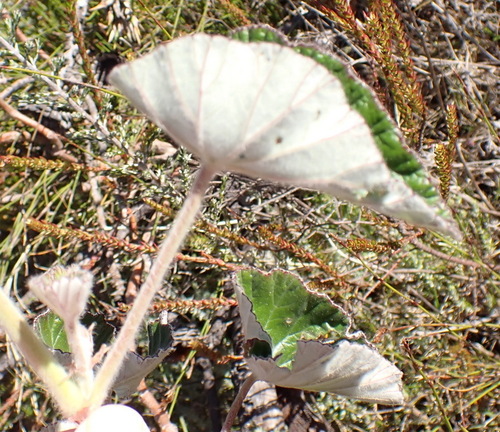 Pelargonium cordifolium, photograph 1