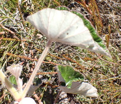 Pelargonium cordifolium, photograph (c) Nicola van Berkel, some rights reserved (CC BY-SA)