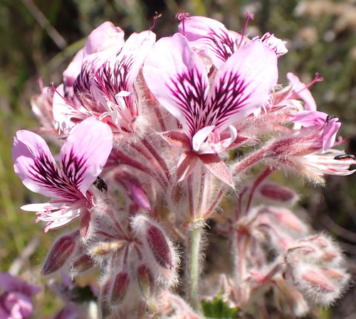 Pelargonium cordifolium