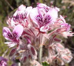 Pelargonium cordifolium