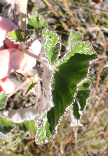 Pelargonium cordifolium, photograph 2