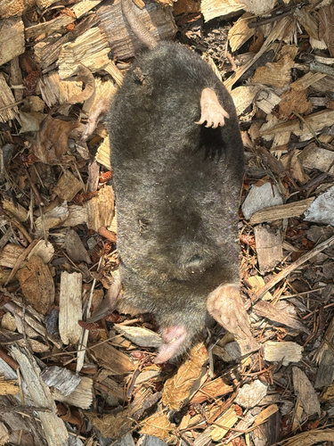 Townsend's Mole observed by rileymaniark