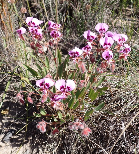 Pelargonium ovale, photograph 4