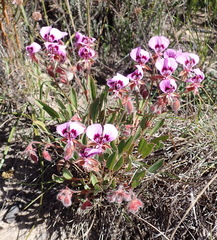 Pelargonium ovale, photograph (c) Nicola van Berkel, some rights reserved (CC BY-SA)