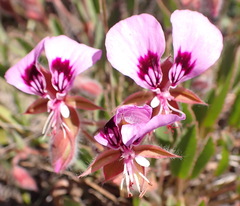 Pelargonium ovale, photograph (c) Nicola van Berkel, some rights reserved (CC BY-SA)