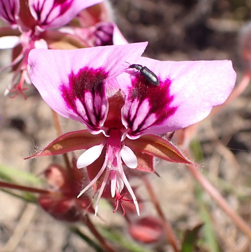 Pelargonium ovale, photograph 1