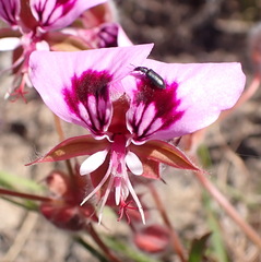 Pelargonium ovale, photograph (c) Nicola van Berkel, some rights reserved (CC BY-SA)