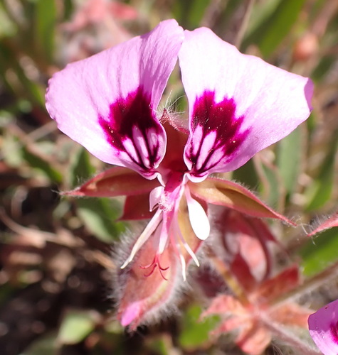 Pelargonium ovale, photograph 2