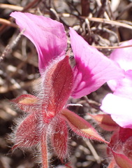 Pelargonium ovale, photograph (c) Nicola van Berkel, some rights reserved (CC BY-SA)