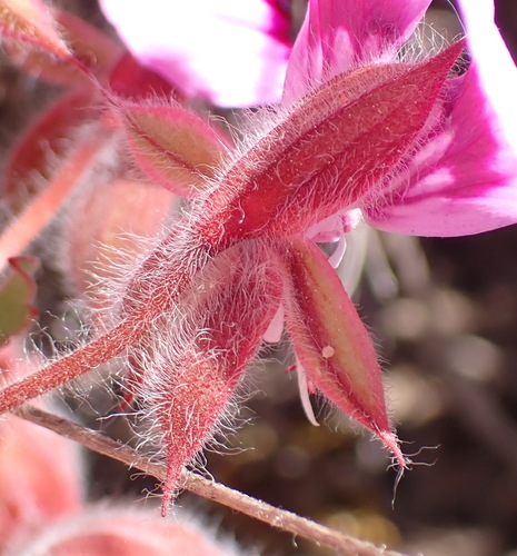 Pelargonium ovale, photograph 6
