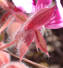 Pelargonium ovale, photograph (c) Nicola van Berkel, some rights reserved (CC BY-SA)