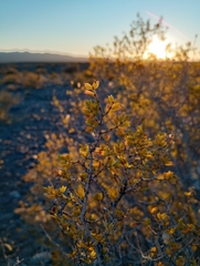 Larrea cuneifolia