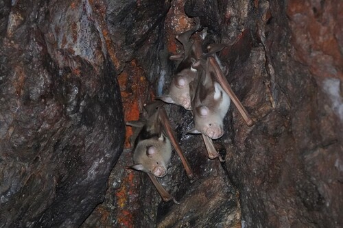 Giant leaf-nosed bat
