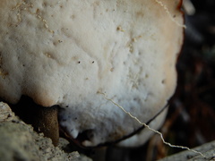 Neodictyopus dictyopus