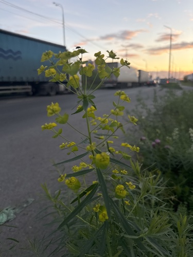 Наблюдение на iNaturalist