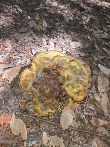 Phaeolus hispidoides
