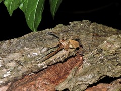 Polybetes rapidus