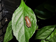 Dendropsophus nanus