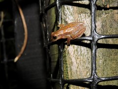 Dendropsophus nanus