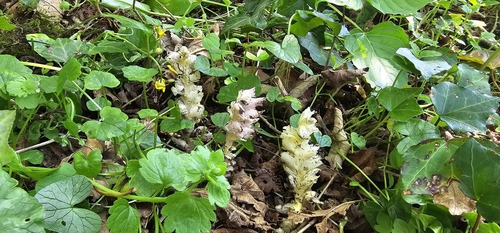Lathraea squamaria, photograph 3