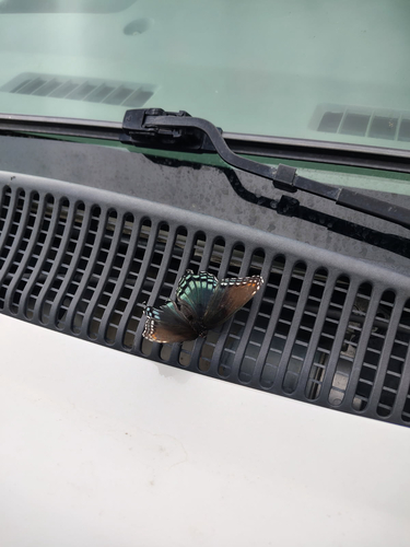 Red-spotted Admiral