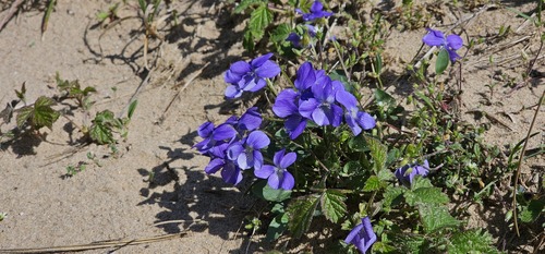Viola canina