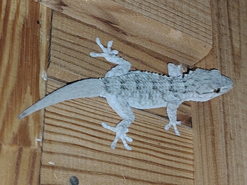 Moorish Gecko