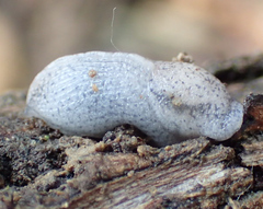 Tandonia rustica