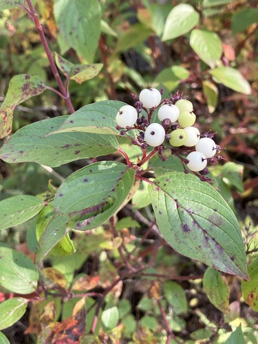 red osier dogwood