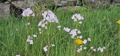 Cardamine pratensis, photograph (c) Barry Stewart, some rights reserved (CC BY)