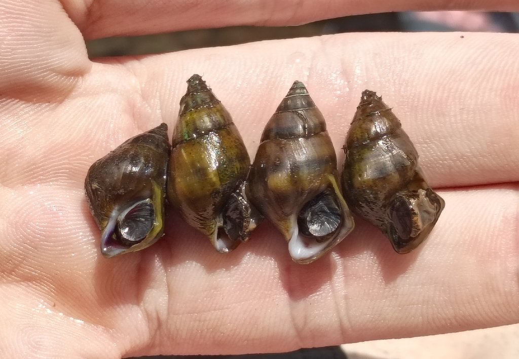Harpeth Rocksnail