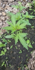Cannabis sativa spontanea