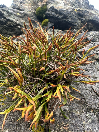 Asplenium septentrionale, photograph 5