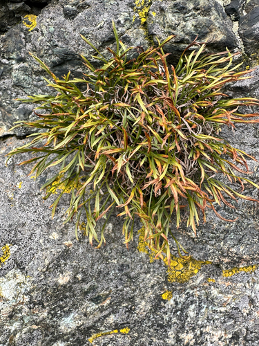 Asplenium septentrionale, photograph 4
