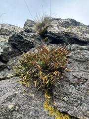 Asplenium septentrionale, photograph (c) Dawid Juszczak, some rights reserved (CC BY)