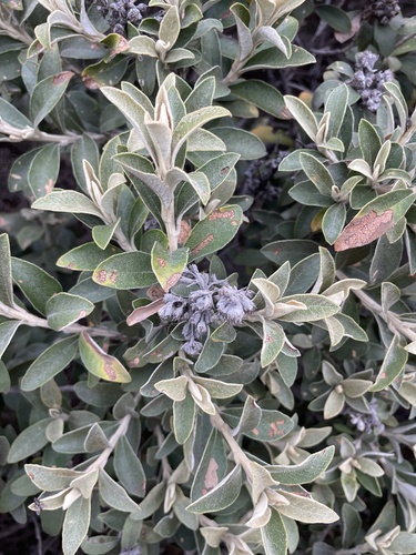 Tarchonanthus littoralis, photograph 4