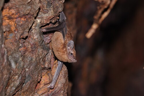 African Sheath-tailed Bat