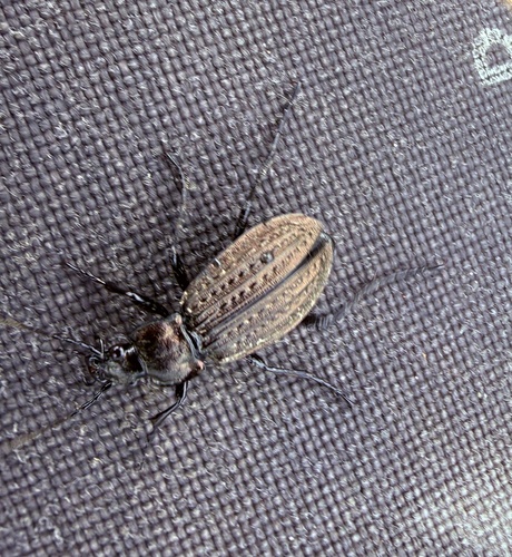 Granulated Ground Beetle