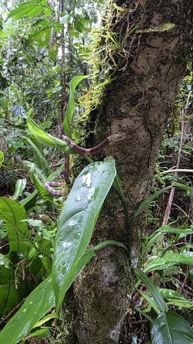 Neotropical Snail-eater